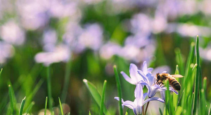 5 Ways to Improve Contact Lens Comfort with a Pollen Allergy